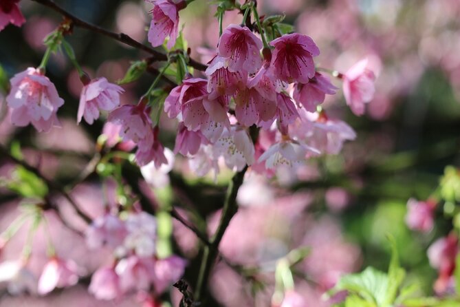 Taipei Cherry Blossom Day Tour to Yangmingshan and Tamsui - Sunset at Tamsui Fisherman’s Wharf