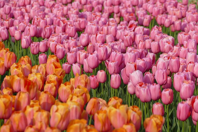 Taking Pictures in the Tulip Field at De Tulperij - What the De Tulperij photo visit is really like