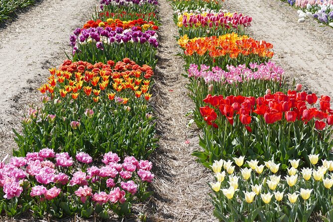 Taking Pictures in the Tulip Field at De Tulperij - The timing issue you should understand