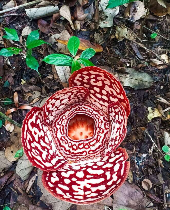 Tambunan: Rafflesia Flower Trekking with Rustic Lunch - The information stop before the forest