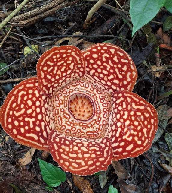 Tambunan: Rafflesia Flower Trekking with Rustic Lunch - A rustic riverside lunch in Penampang