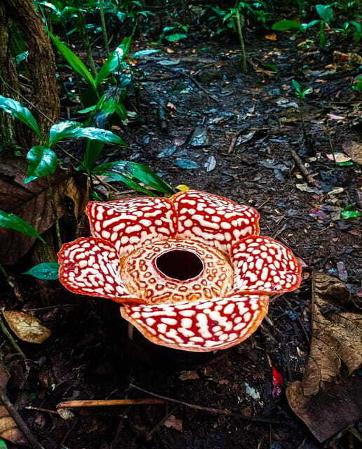 Tambunan: Rafflesia Flower Trekking with Rustic Lunch - Who should book this experience