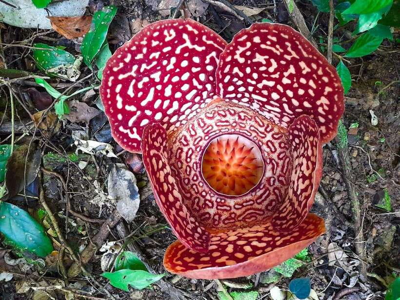 Tambunan: Rafflesia Flower Trekking with Rustic Lunch - From Kota Kinabalu to the Tambunan area