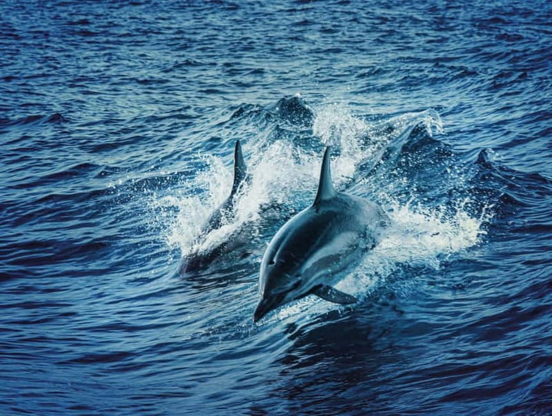 Taormina and Giardini Naxos: 2 Hour Dolphin Tour & Grotto - A short cruise with a lot packed into two hours