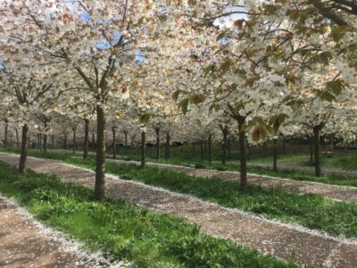 The Alnwick Garden: Entry Ticket