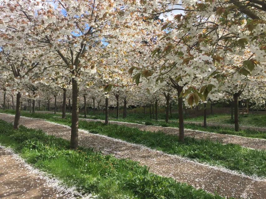 The Alnwick Garden: Entry Ticket - Walk beneath 326 TaiHaku cherry trees