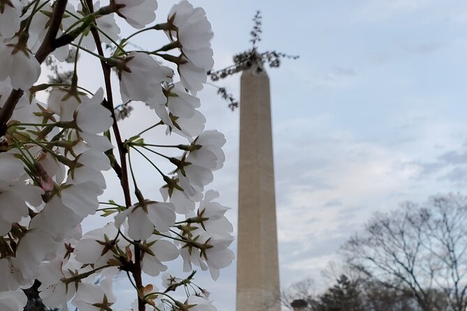 The DC Cherry Blossom Bus Tour with Tidal Basin Guided Walk - World War II Memorial and the central National Mall