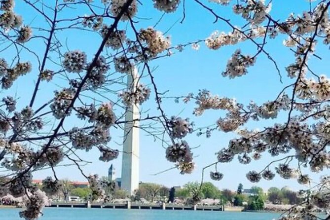 The DC Cherry Blossom Bus Tour with Tidal Basin Guided Walk - The White House from the outside