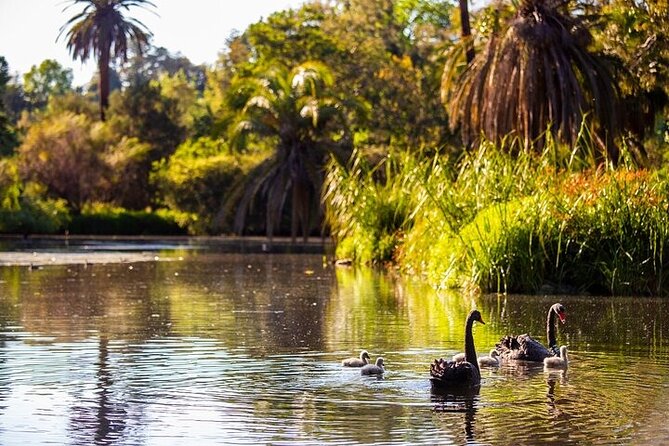 The Explorer - Melbourne Gardens - Meeting at Birdwood Avenue