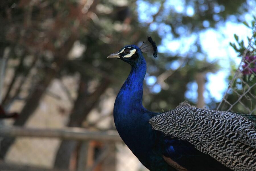 The Limestone Heritage Park and Gardens (Entry Ticket) - Start with the multilingual audio-visual presentation