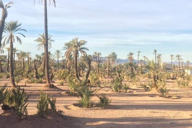 The Majorelle Garden with ticket and the palm grove on camelback - Is $27 good value?