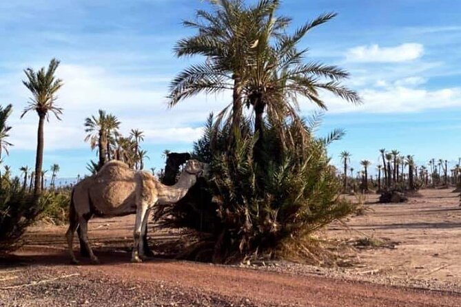 The Majorelle Garden with ticket and the palm grove on camelback - Timing, pickup, and cancellation details