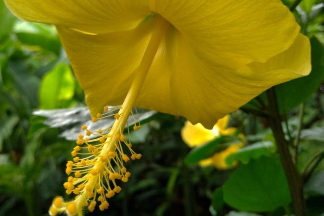 The Montreal Garden Tour with Fraser's Taxi and Tours - Rawacou Recreational Park and Villa Beach