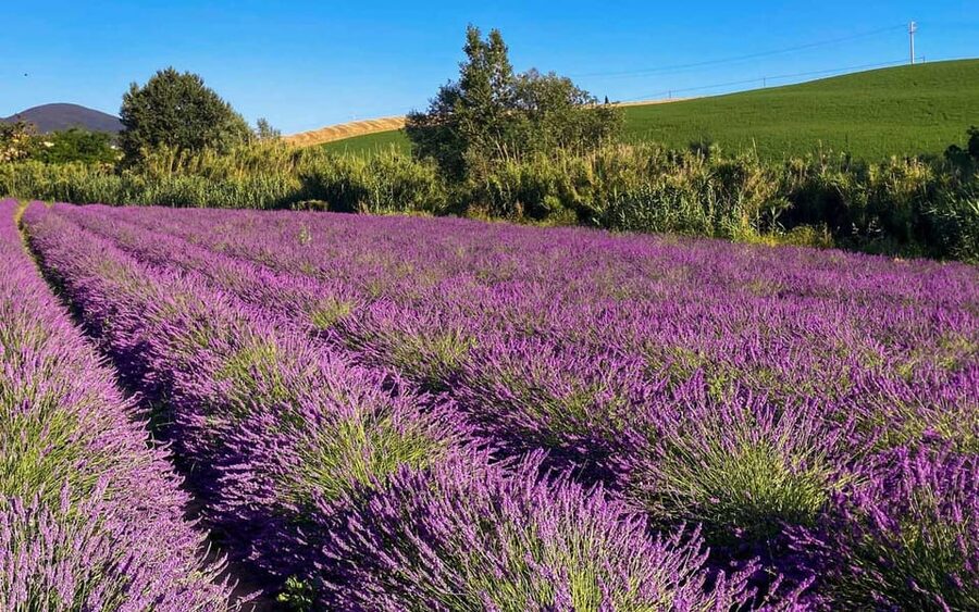 The Tuscan lavender field - Sunflowers and the importance of the season