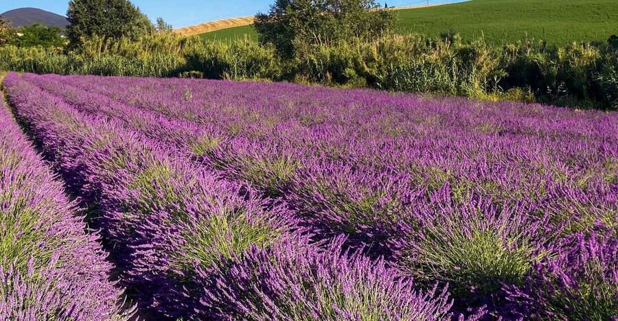 The Tuscan lavender field - What a four-hour schedule means