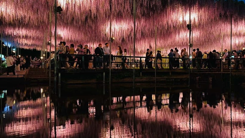 Tokyo: Ashikaga Flower Park with Entry Ticket - Spring wisteria, summer roses, and winter lights