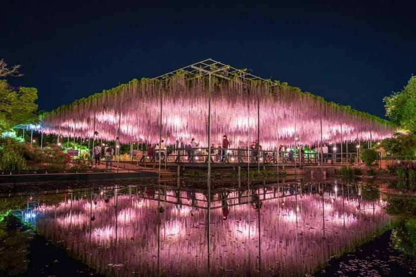 Tokyo: Ashikaga Flower Park with Entry Ticket - What the guide adds to the day
