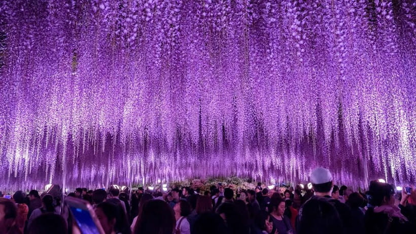 Tokyo: Ashikaga Flower Park with Entry Ticket - Is $206 good value?