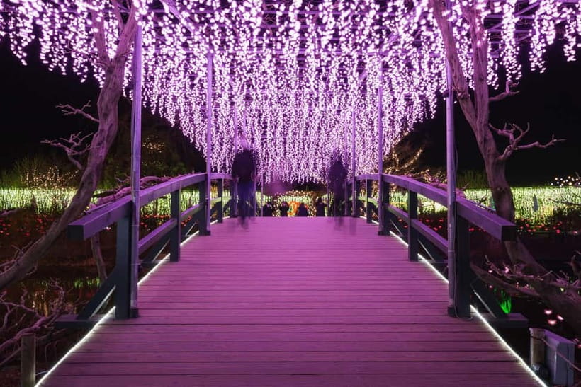 Tokyo: Ashikaga Flower Park with Entry Ticket - Food, photos, and what to bring