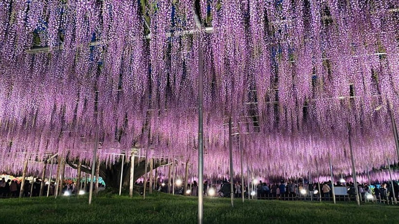 Tokyo: Ashikaga Flower Park with Entry Ticket - Three hours among flowers, paths, and light