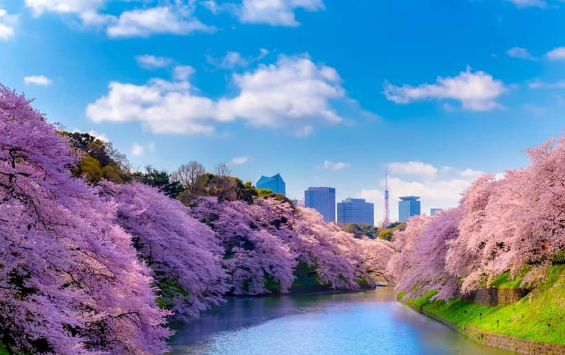 Tokyo Cherry Blossom Express Tour with Boat Ride - Why This Cherry Blossom Route Works