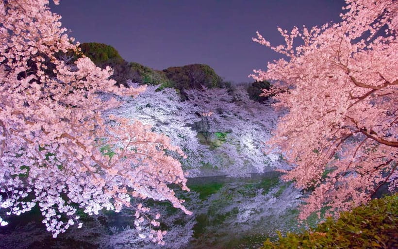 Tokyo Cherry Blossom Express Tour with Boat Ride - Ueno Park and the Public Side of Hanami