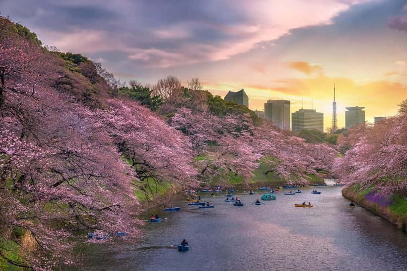 Tokyo Cherry Blossom Express Tour with Boat Ride - What the $141 Price Really Covers