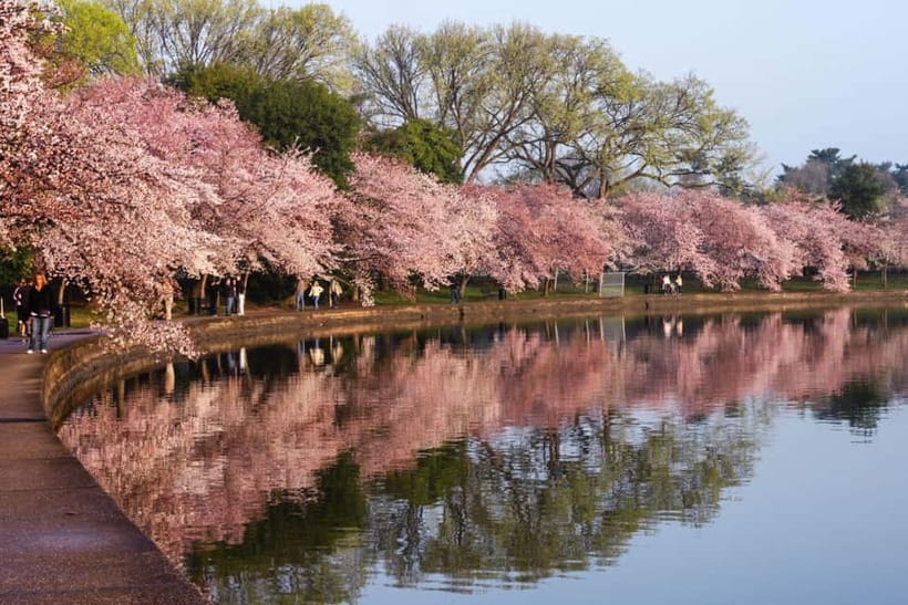 Tokyo Cherry Blossom Express Tour with Boat Ride - Koishikawa Korakuen and Its Quiet Garden Paths