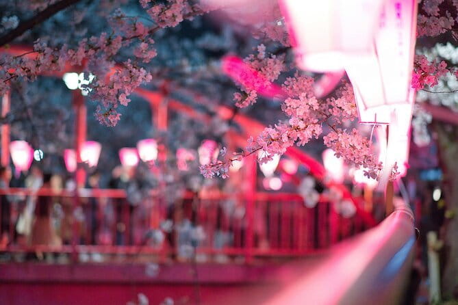 Tokyo Cherry Blossom Half Day Walking Tour with a Local Guide - Key points to know before booking