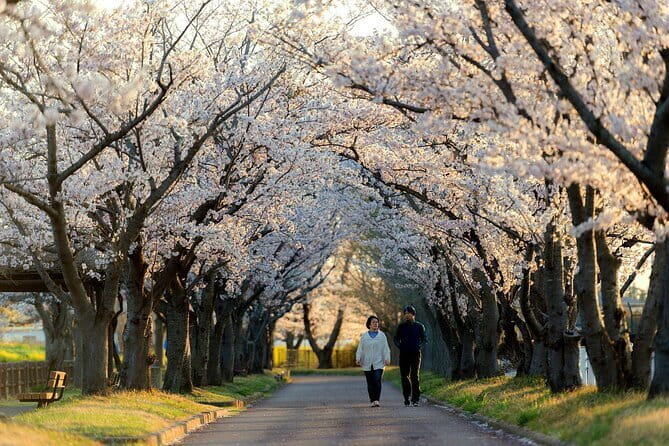Tokyo Cherry Blossom Half Day Walking Tour with a Local Guide - Four cherry blossom stops in one Tokyo morning