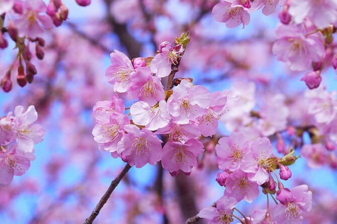 Tokyo Cherry Blossom Half Day Walking Tour with a Local Guide - Meiji Jingu Gaien adds a city backdrop