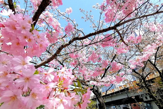 Tokyo Cherry Blossoms blooming spots E-bike Tour, 3hrs - Starting near Kanda Station