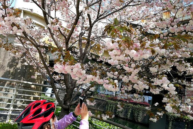Tokyo Cherry Blossoms blooming spots E-bike Tour, 3hrs - Sotobori Park: cycling beside the outer moat
