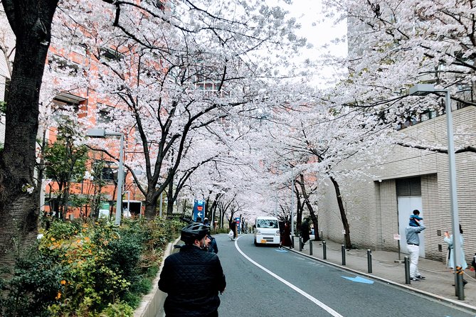Tokyo Cherry Blossoms blooming spots E-bike Tour, 3hrs - Hibiya Park: a brief central-city pause