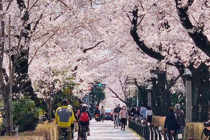 Tokyo Cherry Blossoms blooming spots E-bike Tour, 3hrs - Kensei Kinenkan: another chance to get off the bike