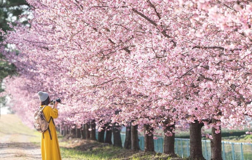 Tokyo: Izu Scenic Train, Volcano, Ocean&Capybara Cuddle Trip - From Tokyo streets to the Izu Peninsula