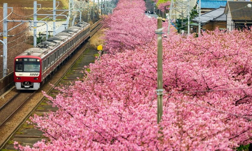 Tokyo: Izu Scenic Train, Volcano, Ocean&Capybara Cuddle Trip - The 25-minute Izu Scenic Train