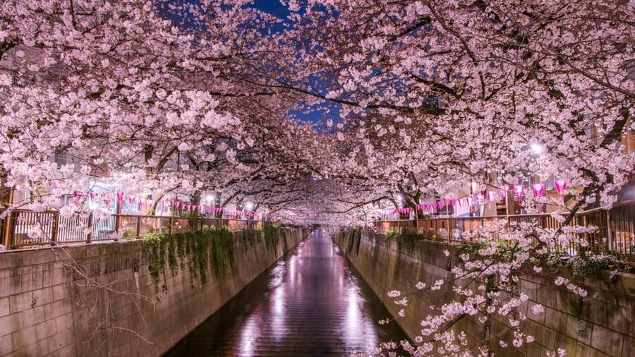 Tokyo: Mt. Fuji & Hakone Cherry Blossoms Private Day Tour - Lake Kawaguchi, boat views, and Kachi Kachi Ropeway
