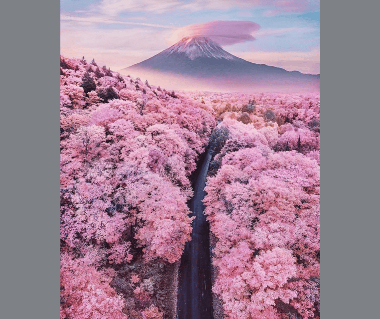 Tokyo: Mt. Fuji & Hakone Cherry Blossoms Private Day Tour - Owakudani, sulfur fumes, and active volcanic ground