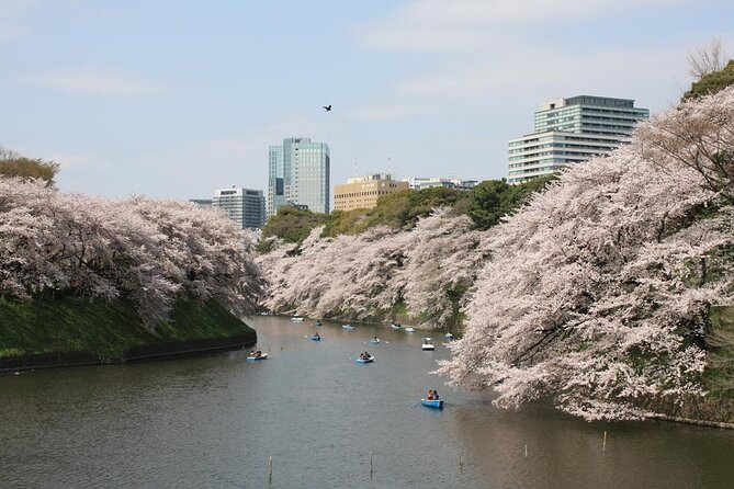 Tokyo Private Cherry Blossom Tour with a Local – Picnic Included - A private hanami walk with a high price tag