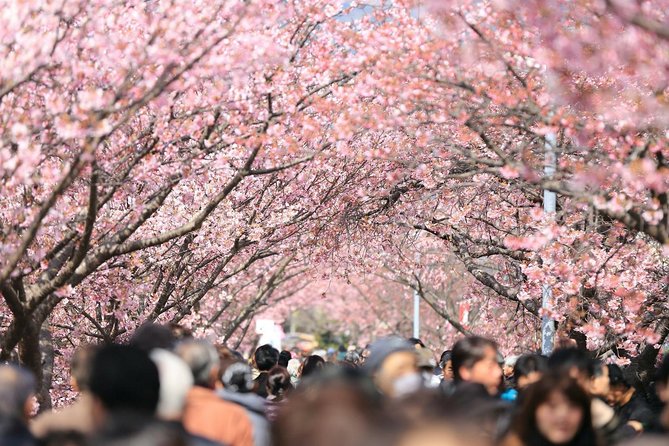 Tokyo Private Cherry Blossom Tour with a Local – Picnic Included - Yanaka Cemetery and a quieter side of sakura
