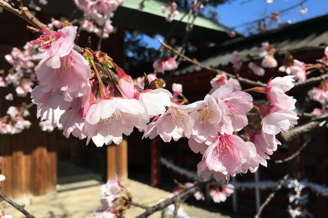 Tokyo Spring Daytime (Cherry Blossom) Food Tour - Hanami through Yanaka Cemetery