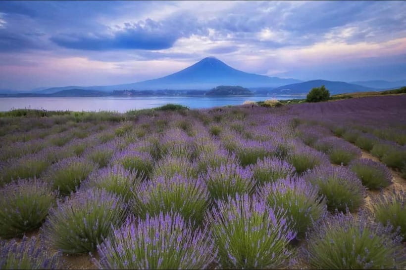 Tokyo Summer: Mt Fuji 5th Station& Kawaguchiko Lavender Trip - Key points to know