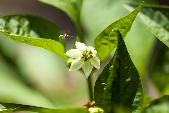 Tour in the heady scents of our garden in Ragusa - A One-Hour Walk With a Clear Finish