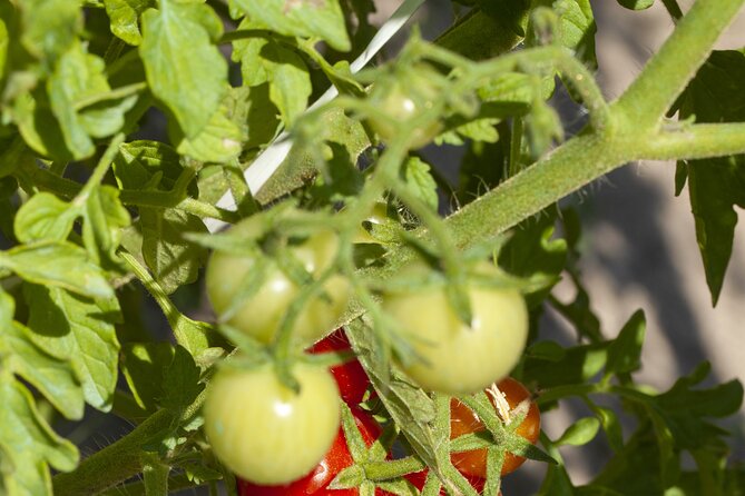 Tour in the heady scents of our garden in Ragusa - Who Will Enjoy This Ragusa Experience