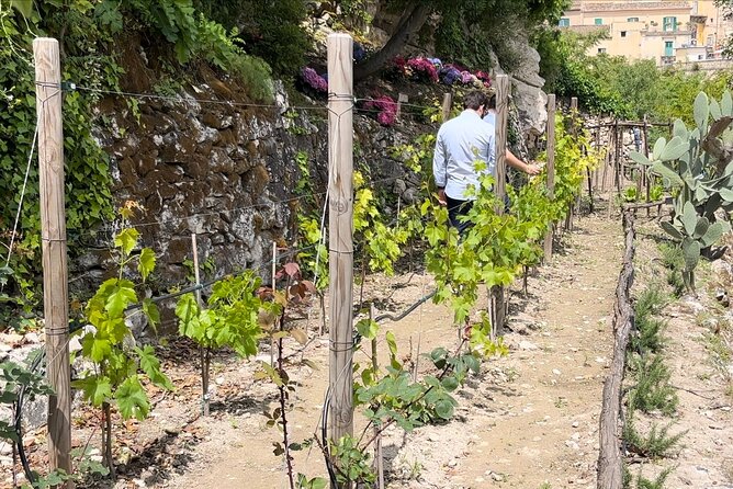 Tour in the heady scents of our garden in Ragusa - The Garden Has More Than Plants