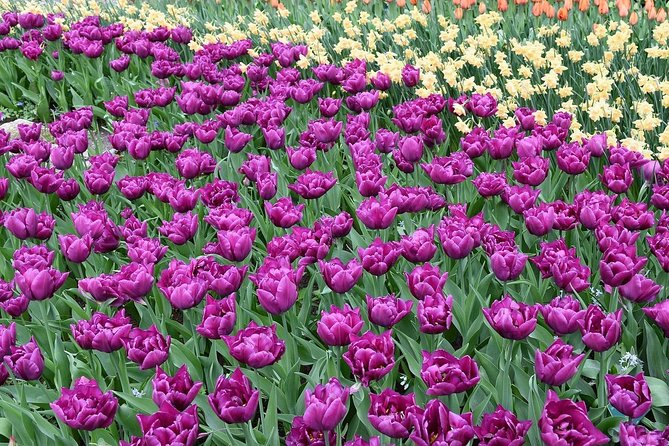 Tour to Giethoorn and Keukenhof Tulip Fields from Amsterdam - Why the Private Mercedes Changes the Day