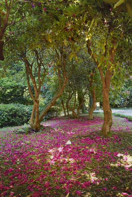 Tremezzina: Villa Carlotta Museum and Garden Entry Ticket - Who should book Villa Carlotta?