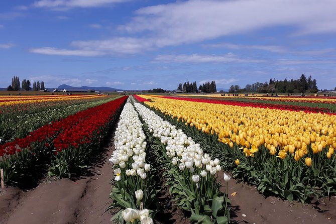 Tulip Festival and Skagit Valley Tour - The 9 a.m. pickup from Seattle