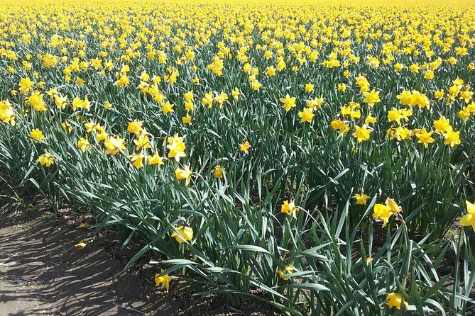 Tulip Festival and Skagit Valley Tour - The Skagit Valley Tulip Festival beyond the farms
